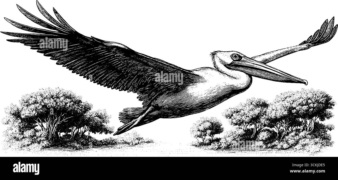 Pelican in volo sulla palude di mangrovie con la bassa marea in bianco e nero. Illustrazione Vettoriale