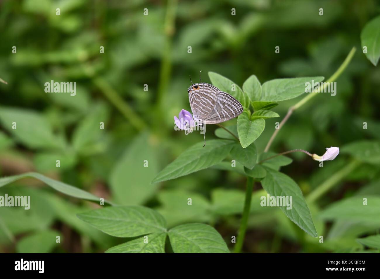 Una vista di una farfalla cerulese comune (Jamides celeno) che impollina un piccolo fiore viola su una pianta erbosa vicino al suolo Foto Stock
