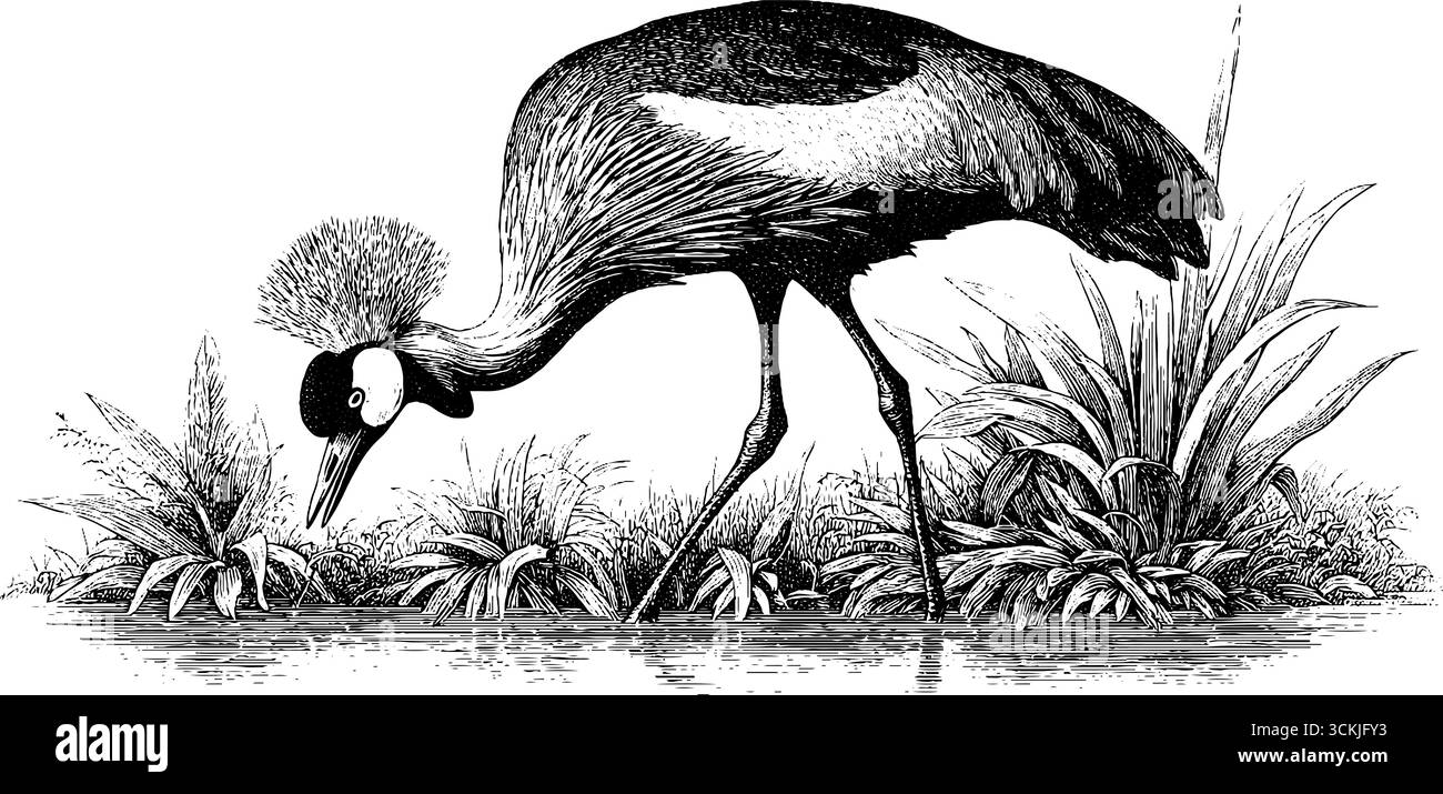 Gru coronata dal bordo paludoso con acqua riflettente - illustrazione di natura vintage per un arredamento artistico. Illustrazione Vettoriale