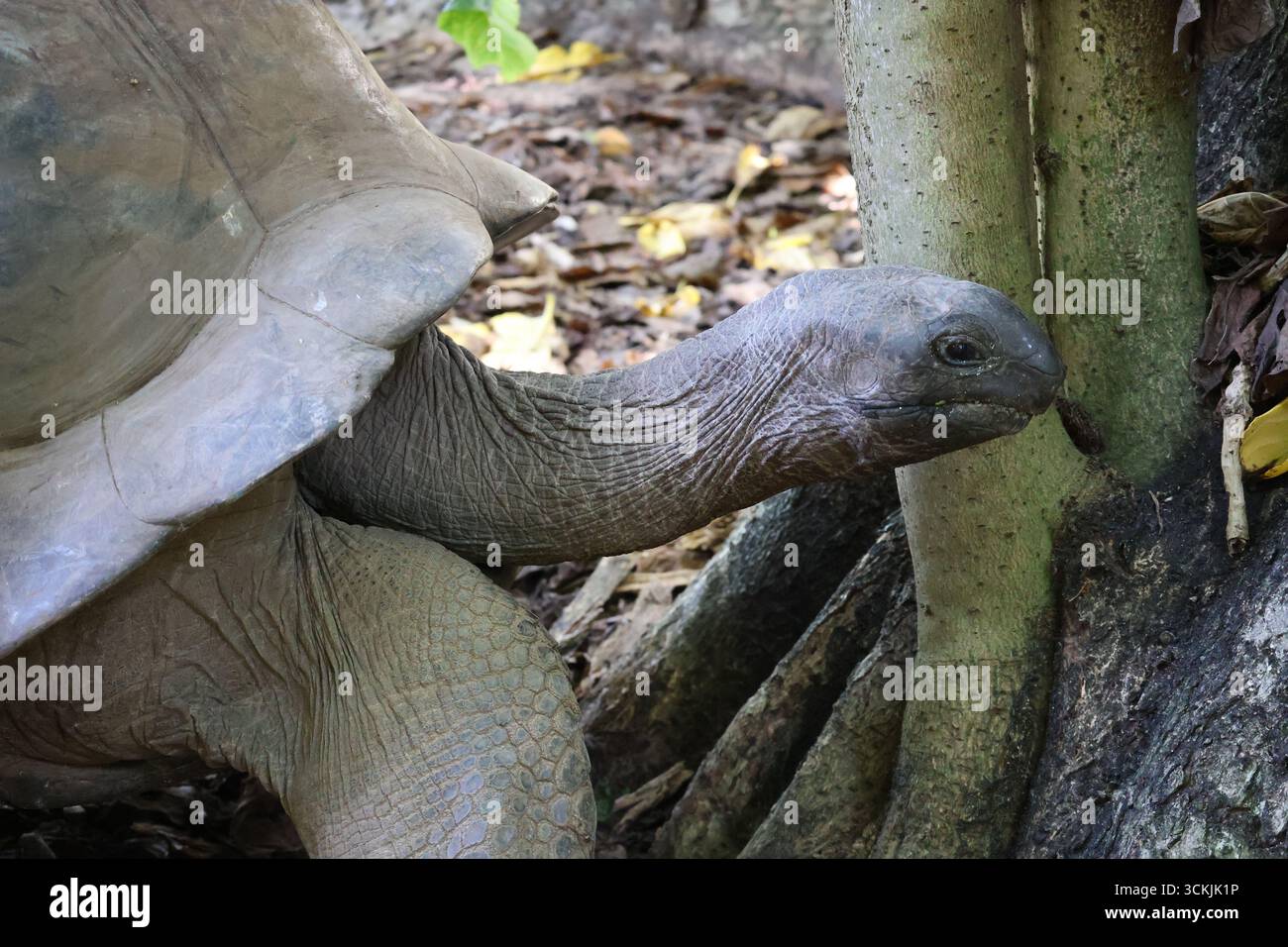 Tartaruga Aldabra in via di estinzione nel suo habitat naturale Foto Stock