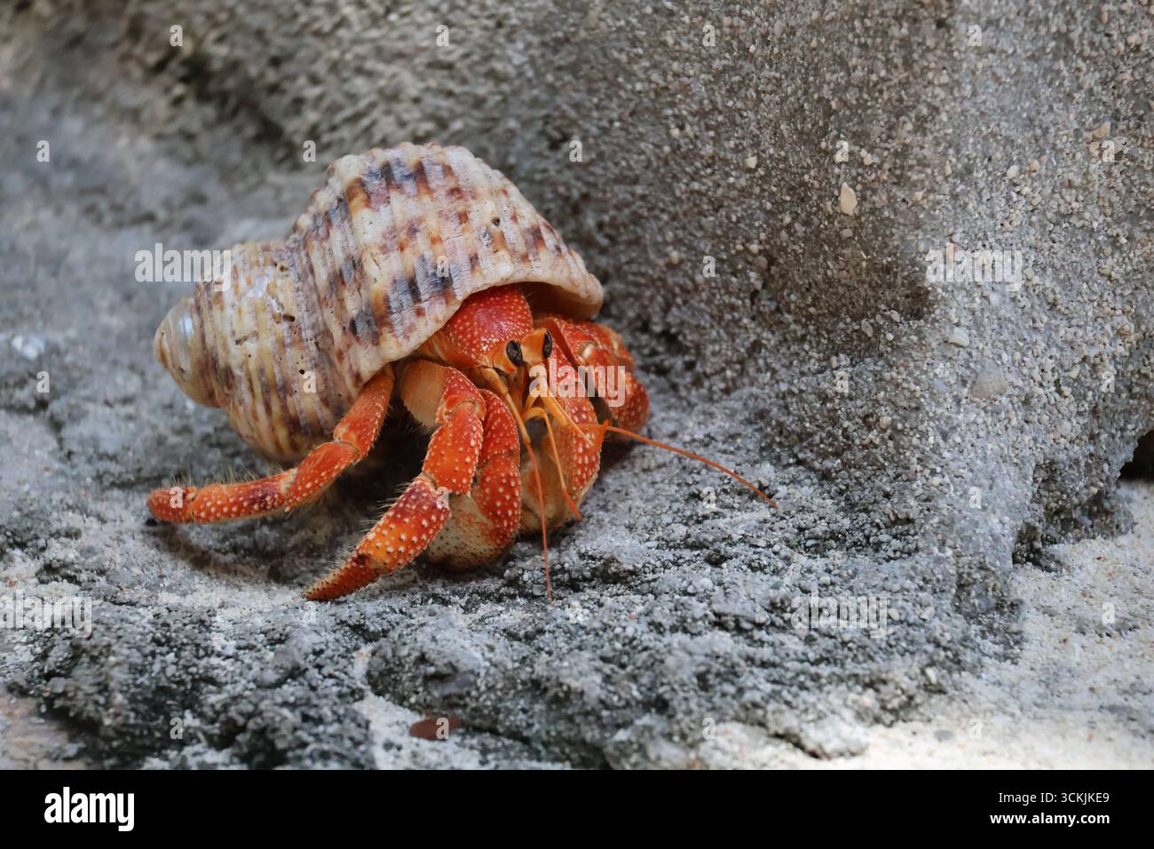 Granchio eremita selvatico in conchiglia sull'isola Cousin (Seychelles) Foto Stock