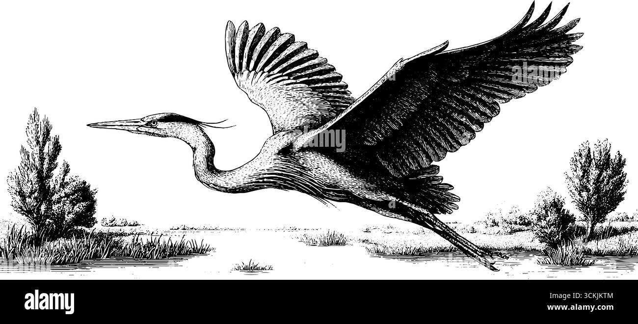 Heron che vola attraverso la nebbia sulla palude in stile vintage disegnato a mano. Illustrazione Vettoriale