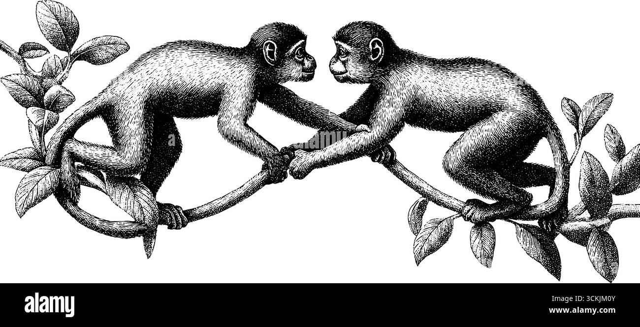 Scimmie che dondolano sulle liane nella fitta giungla - incisione vintage disegnata a mano per un design di stampa. Illustrazione Vettoriale