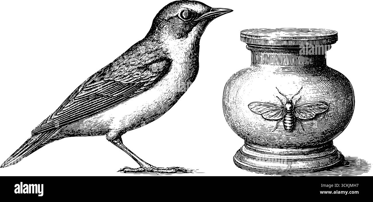 Uccello tassidermico d'epoca con barattolo per campioni e illustrazione entomologica per un arredamento retrò. Illustrazione Vettoriale