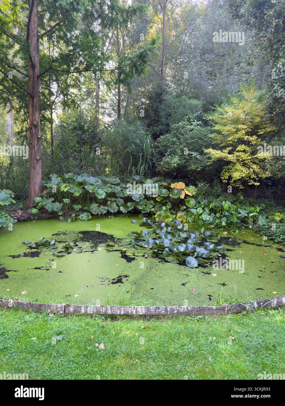 Giardino all'inglese con sterlina d'acqua e diversi tipi di alberi e piante durante la stagione estiva Foto Stock