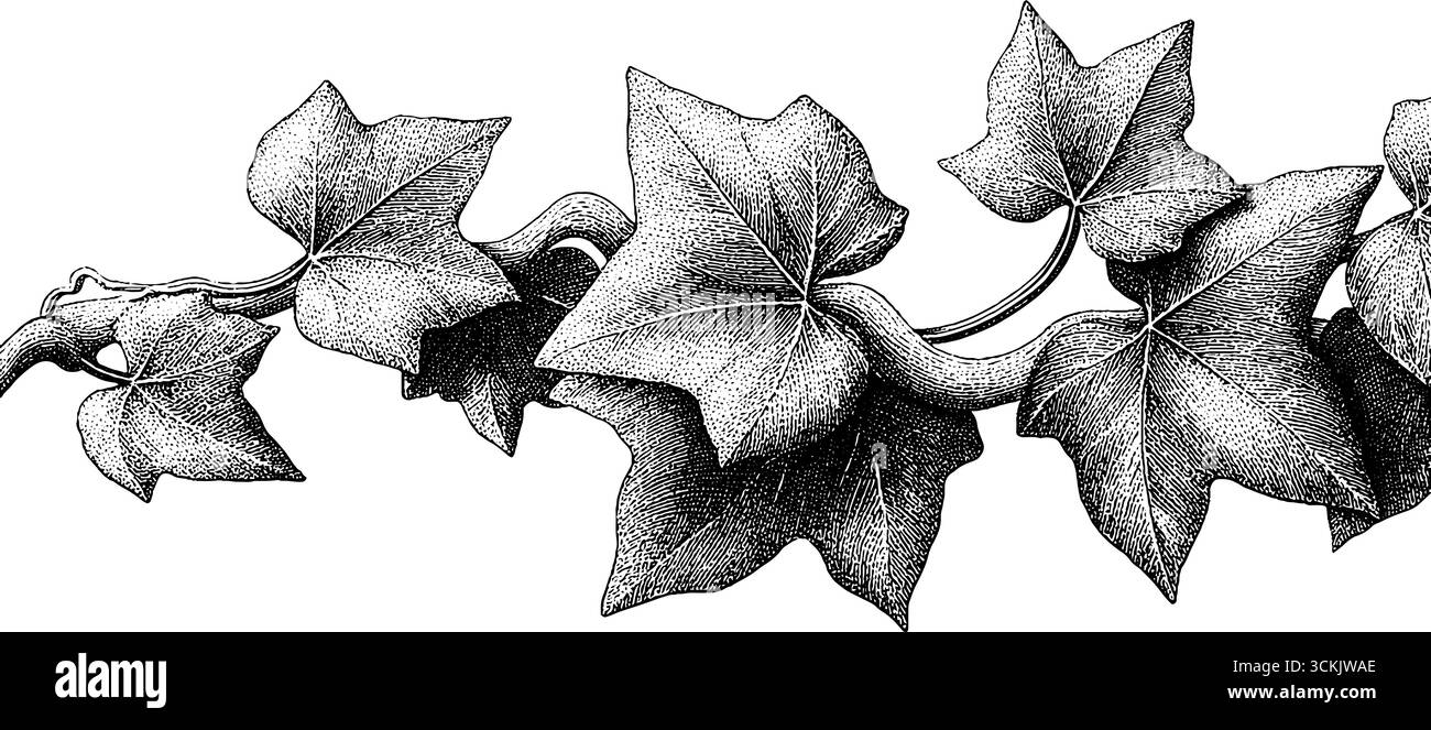 Design intricato con tendine e corteccia di edera per progetti ispirati alla natura. Illustrazione Vettoriale