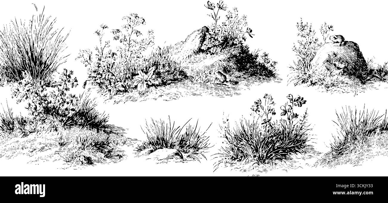 Incisione in bianco e nero di piante alpine e rocce per progetti di design retrò. Illustrazione Vettoriale
