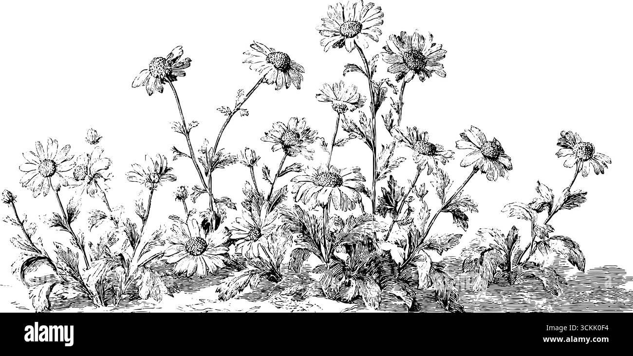Incisione vintage in bianco e nero con piante di camomilla per un design retrò. Illustrazione Vettoriale