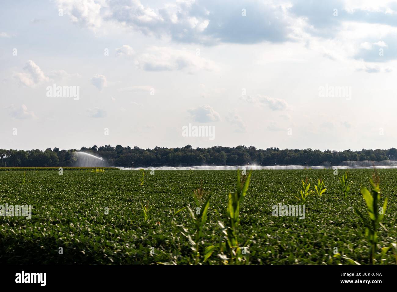 Attrezzature per l'irrigazione che spruzzano acqua su colture nel Midwest degli Stati Uniti Foto Stock