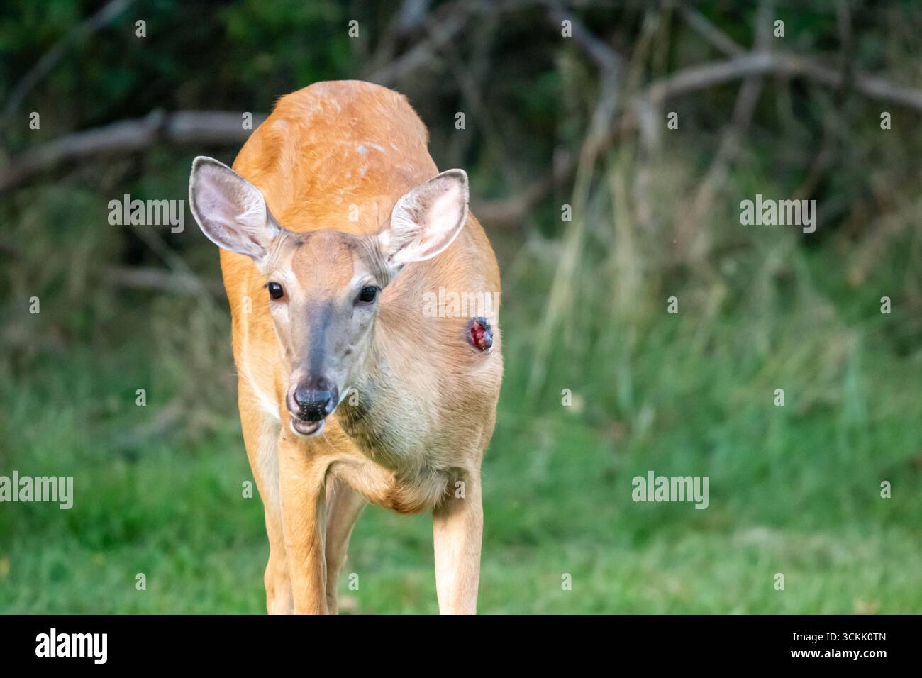 Un cervo dalla coda bianca con un tumore sulla spalla Foto Stock