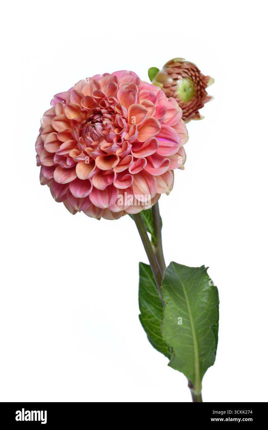 Fiore di palla Dahlia color pesca in piena fioritura su sfondo bianco Foto Stock