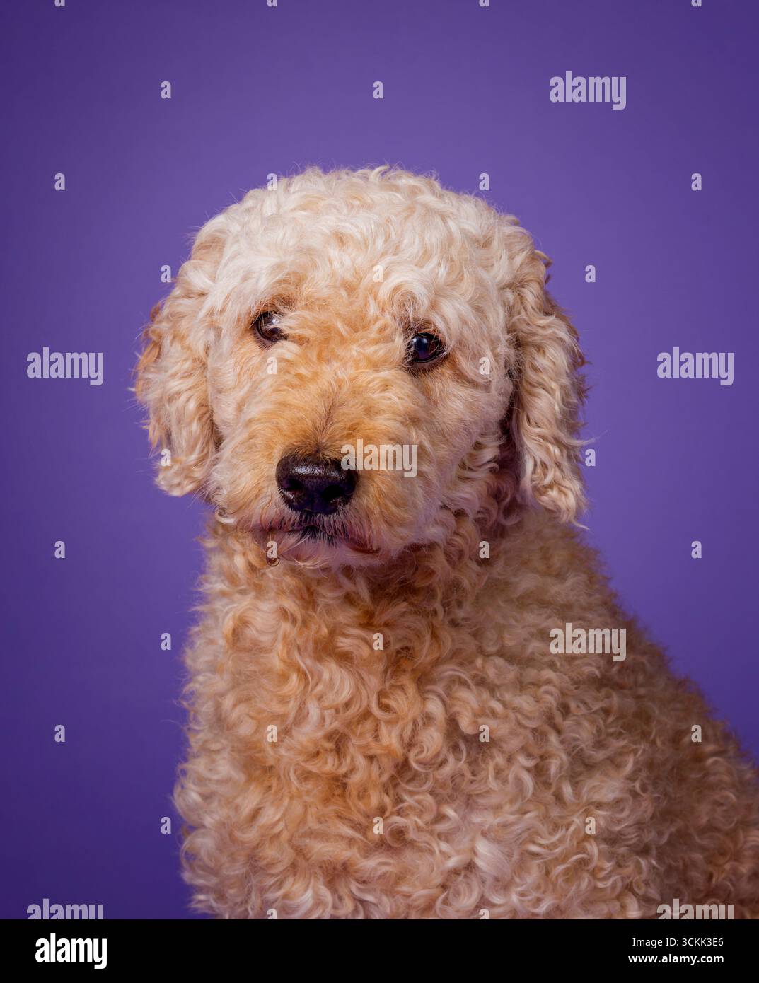 Ritratto di un simpatico cane Labradoodle color albicocca, rivolto verso la fotocamera e fotografato su uno sfondo viola Foto Stock