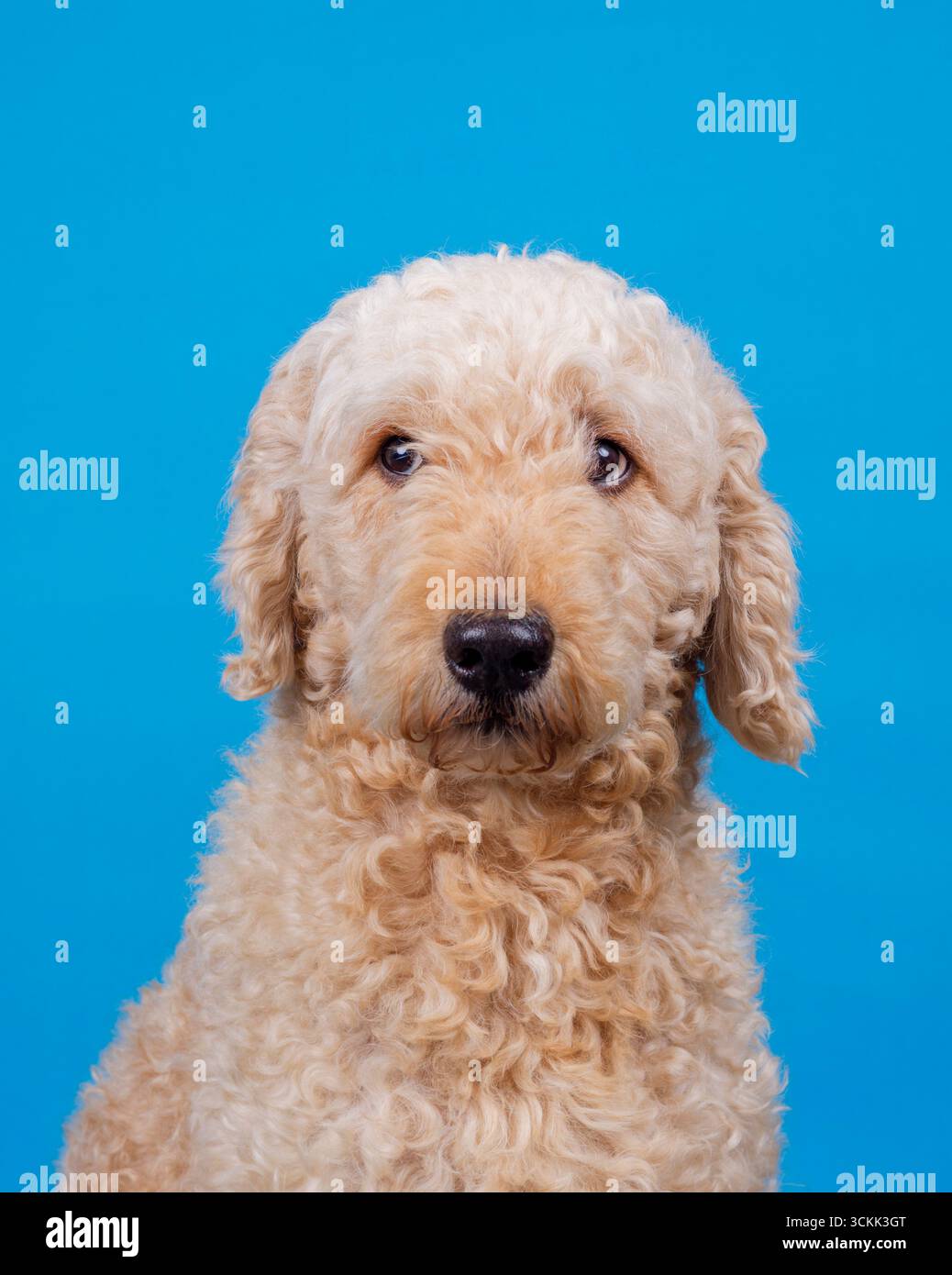 Un ritratto di un simpatico cane Labradoodle colorato "albicocca", rivolto verso la fotocamera e fotografato su un semplice sfondo blu Foto Stock