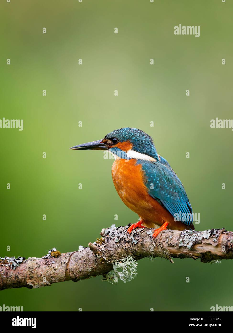 Un Kingfisher, (Alcedo atthis), noto anche come Common Kingfisher, arroccato su un ramo coperto di lichene Foto Stock