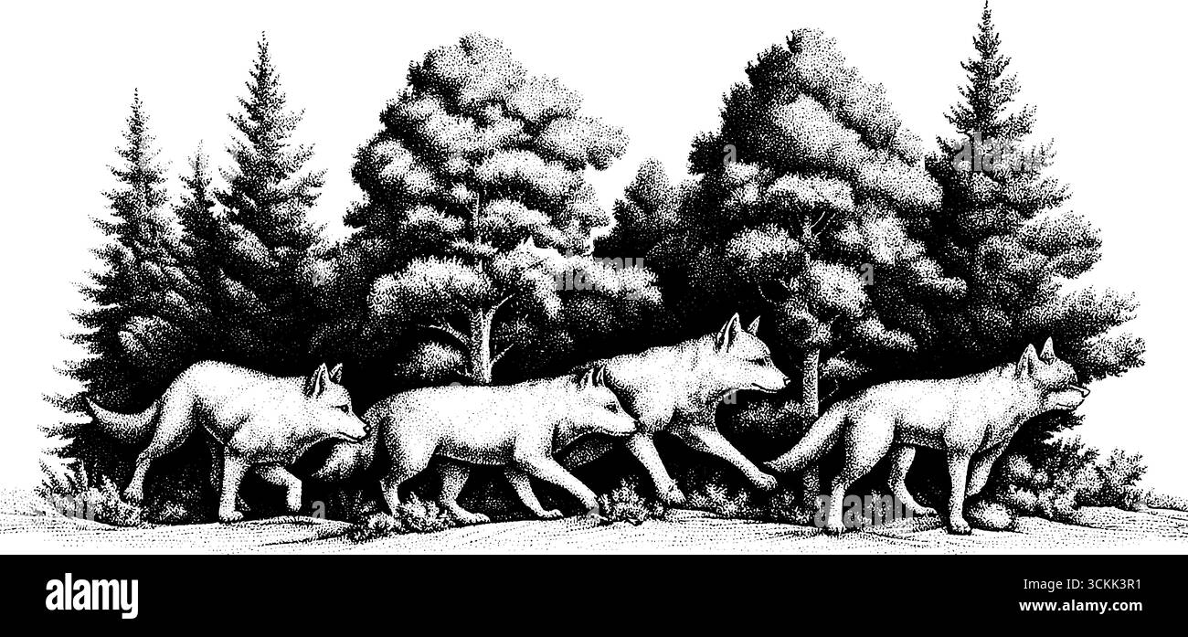 Wolf pack viaggio in boschi di conifere al crepuscolo - incisione vintage disegnata a mano per l'arte della natura. Illustrazione Vettoriale