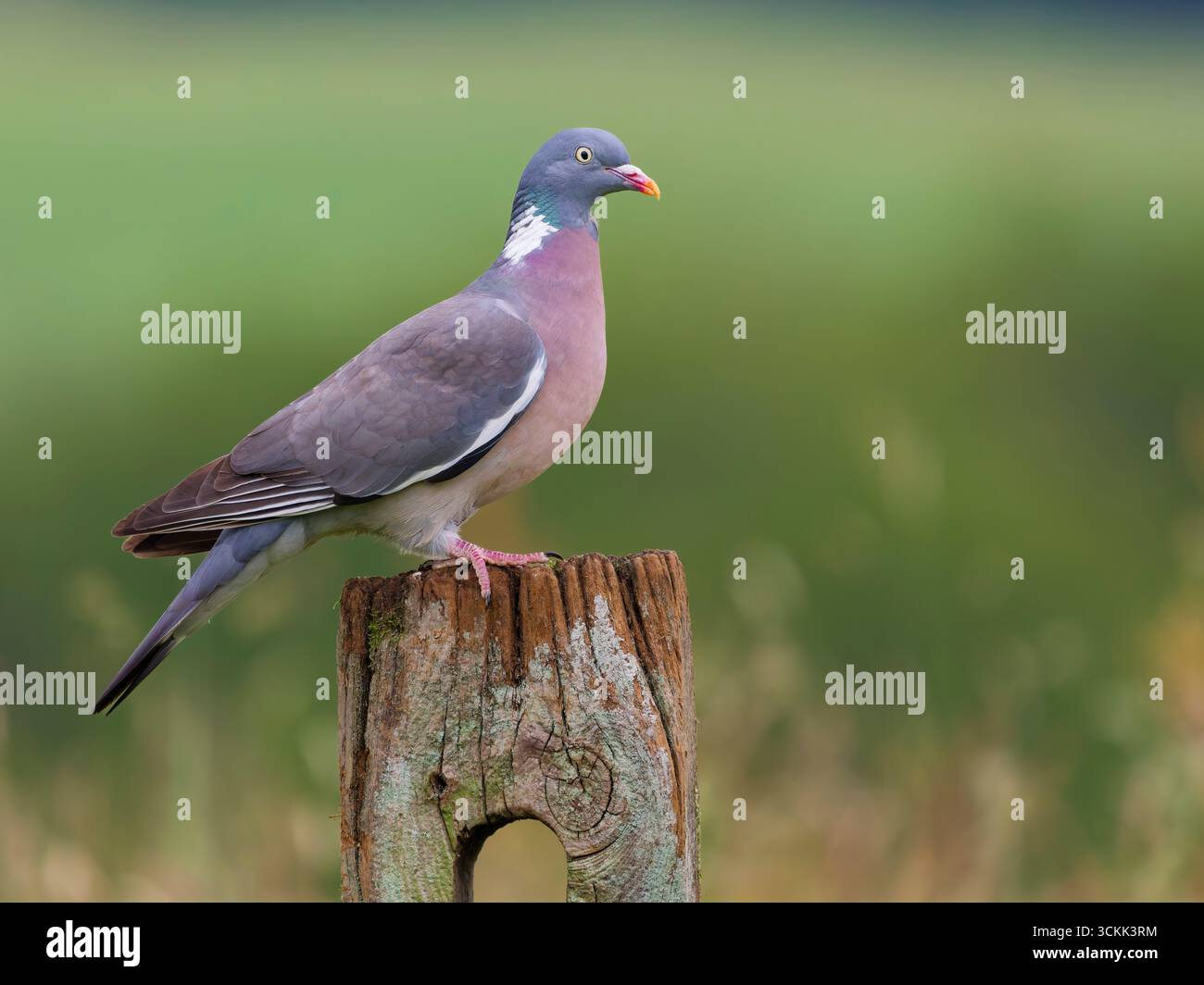 Un bellissimo Wood Pigeon, (palumbus Columba), arroccato su un vecchio recinto di legno su terreni agricoli nel West Yorkshire, Regno Unito Foto Stock