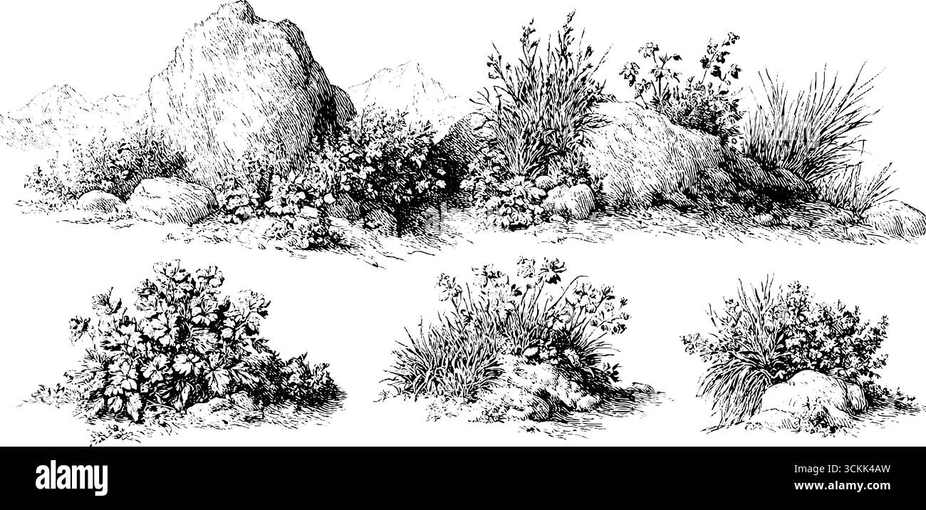 Set di incisioni vintage di paesaggi alpini con rocce e piante per un design retrò. Illustrazione Vettoriale