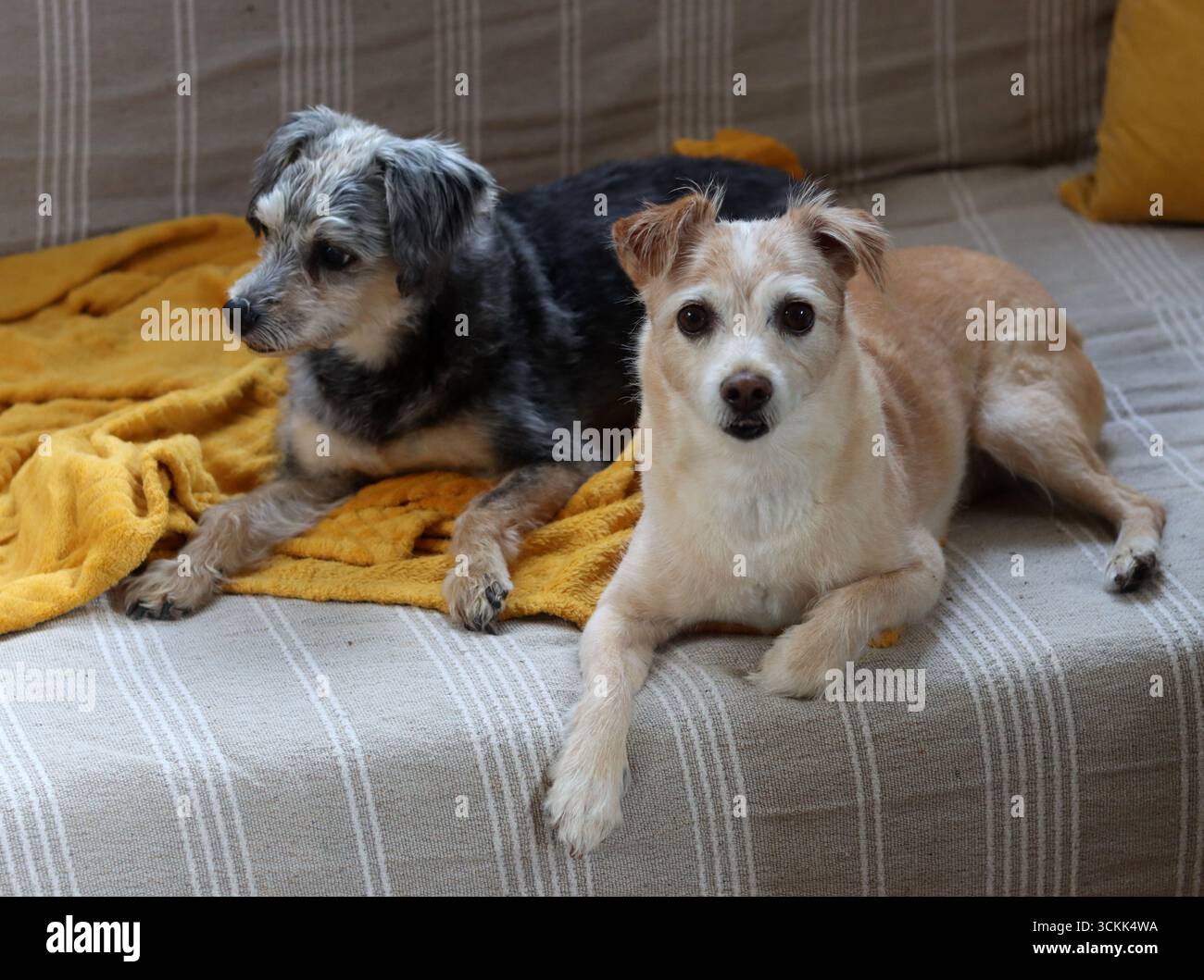 Due cani di piccola taglia seduti su un divano. Concetto di migliori amici. Foto Stock