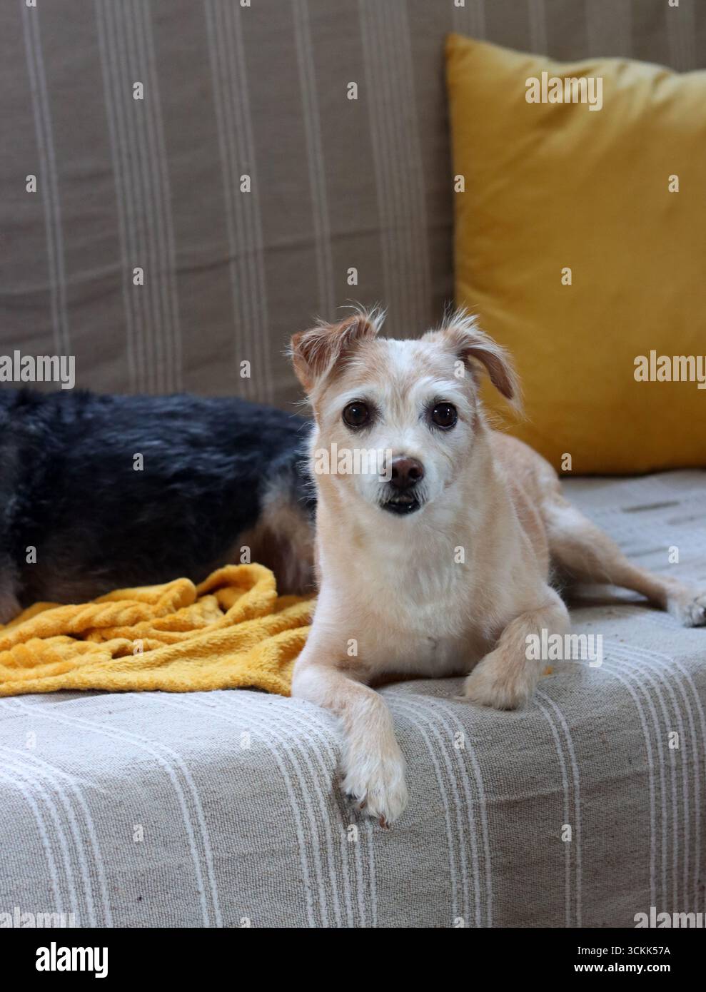 Cane carino che dorme su una coperta morbida, primo piano di foto. Un piccolo cane seduto su un divano e guardando la macchina fotografica. Foto Stock