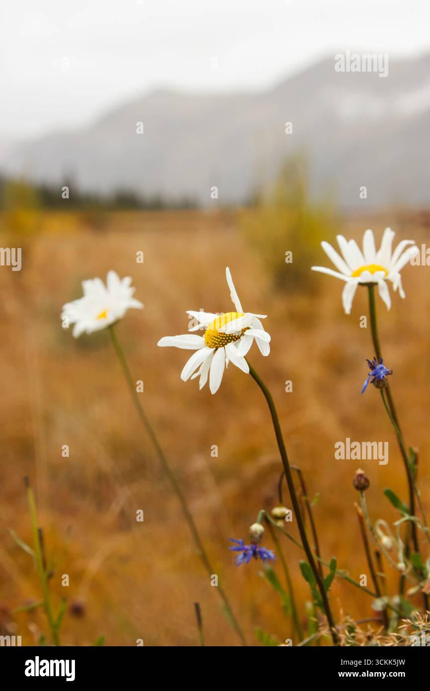 Margherite selvatiche che crescono in un prato di montagna autunnale con un morbido sfondo di erba secca e colline. Fiori autunnali stagionali in un paesaggio naturale Foto Stock