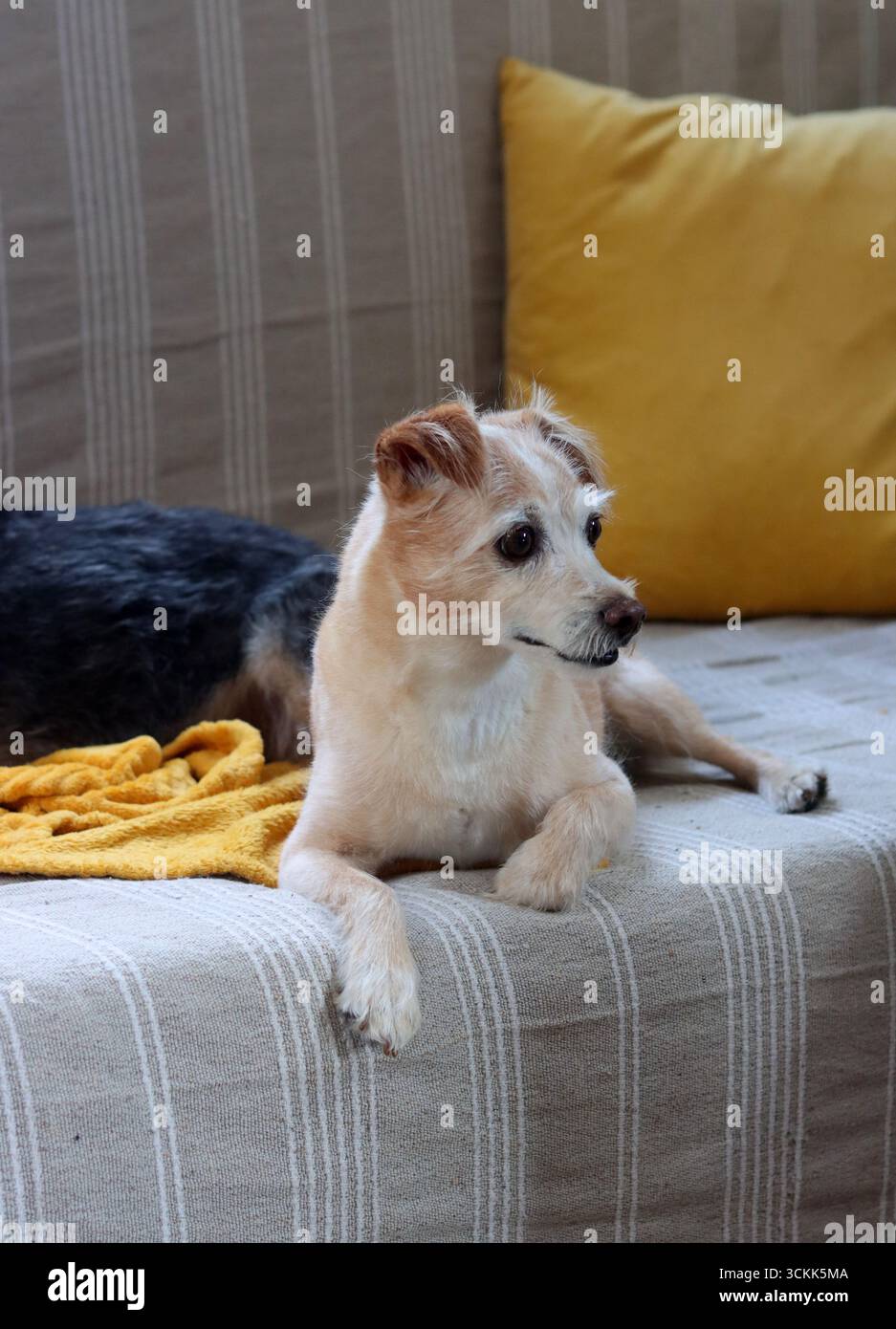Cane carino che dorme su una coperta morbida, primo piano di foto. Un piccolo cane seduto su un divano e guardando la macchina fotografica. Foto Stock