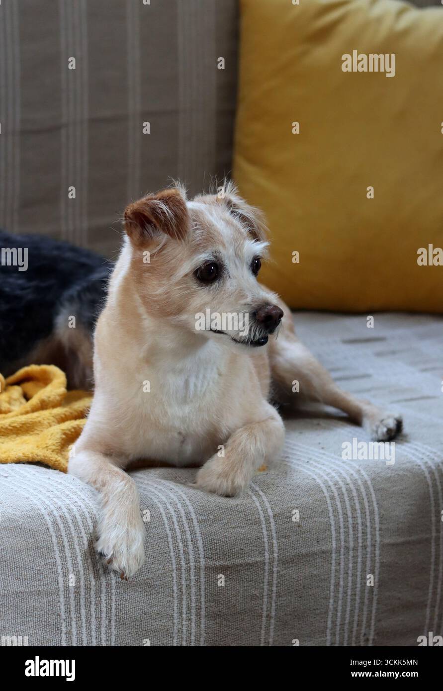 Cane carino che dorme su una coperta morbida, primo piano di foto. Un piccolo cane seduto su un divano e guardando la macchina fotografica. Foto Stock