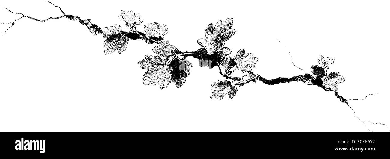 Frammento inciso del bordo della parete con foglie - elemento di design architettonico. Illustrazione Vettoriale