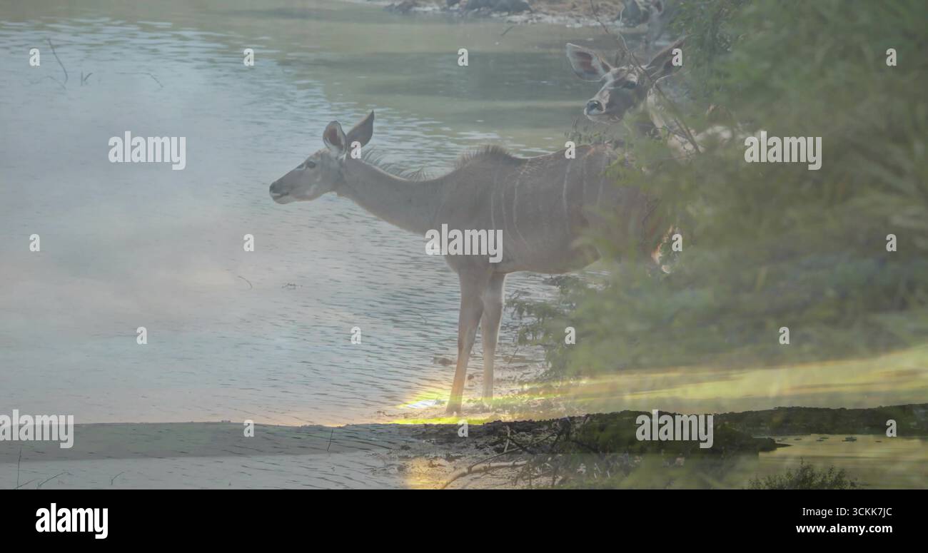 Antilopi in piedi a strisce che bevono sulla riva del fiume, con acqua calma, costa rocciosa e fitto cespuglio Foto Stock