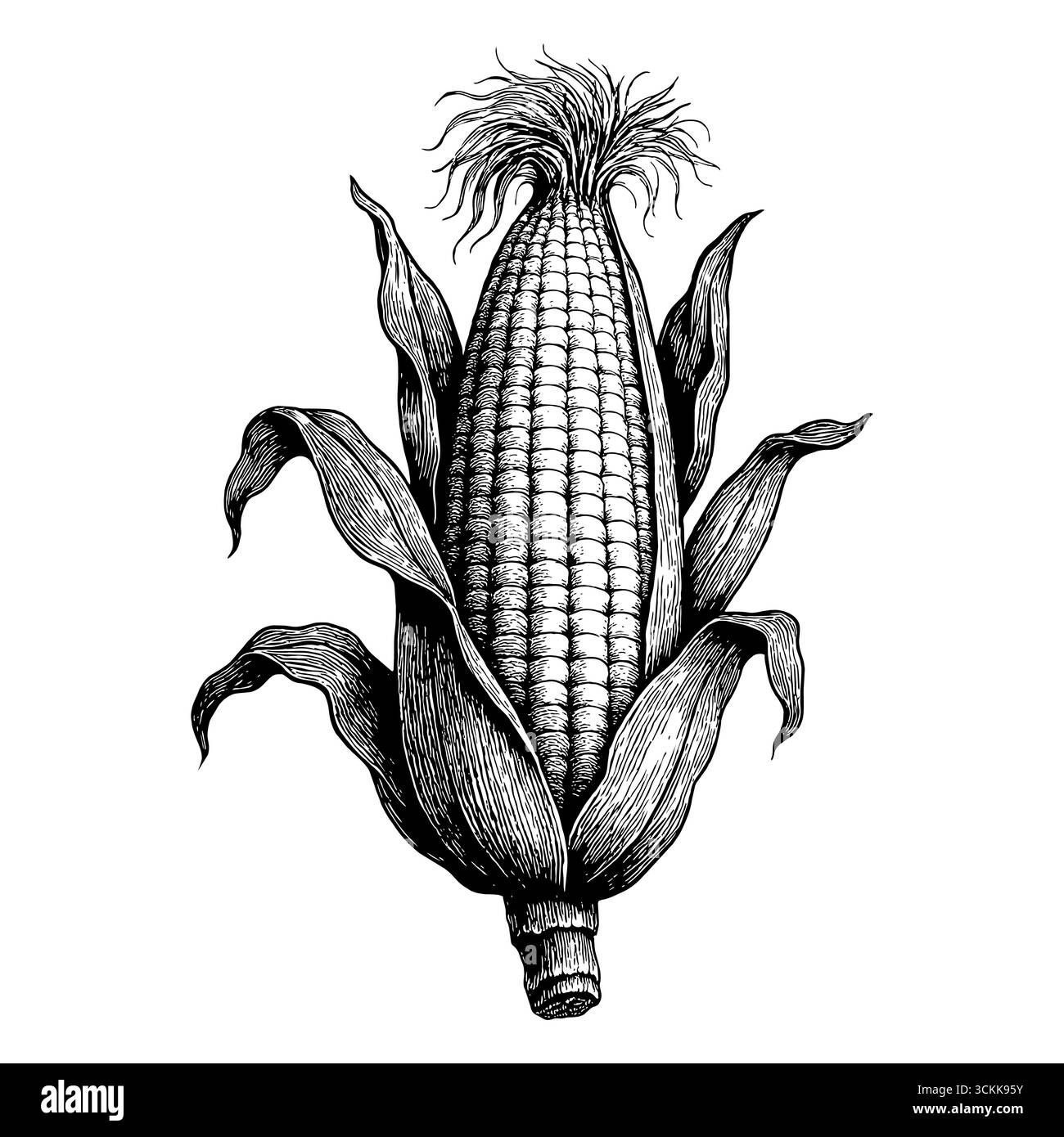 Un'incisione vintage dettagliata che raffigura una pannocchia di mais matura, perfetta per i temi del raccolto e del Ringraziamento. Illustrazione Vettoriale