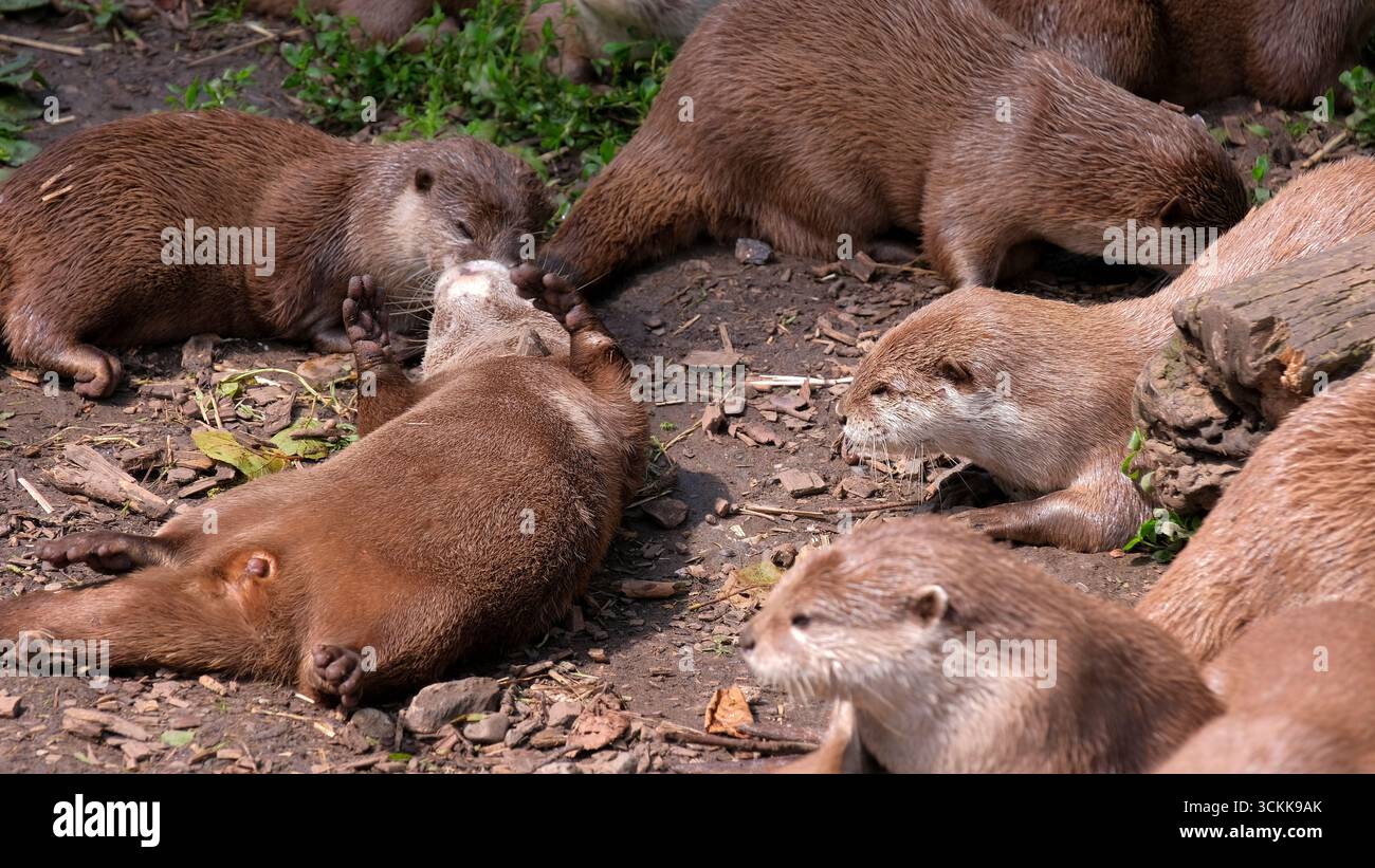 Giornata fuori al Buckfastleigh Otter Trust, Buckfast Butterflies & Dartmoor Otter Sanctuary, Buckfastleigh, Devon TQ11 0DZ Foto Stock