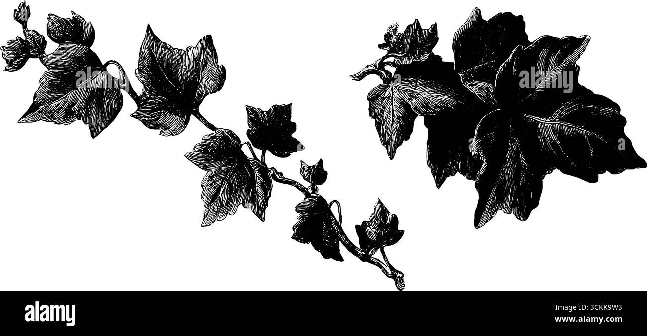 Set illustrativo in vite edera incisa per design e decorazione botanica. Illustrazione Vettoriale