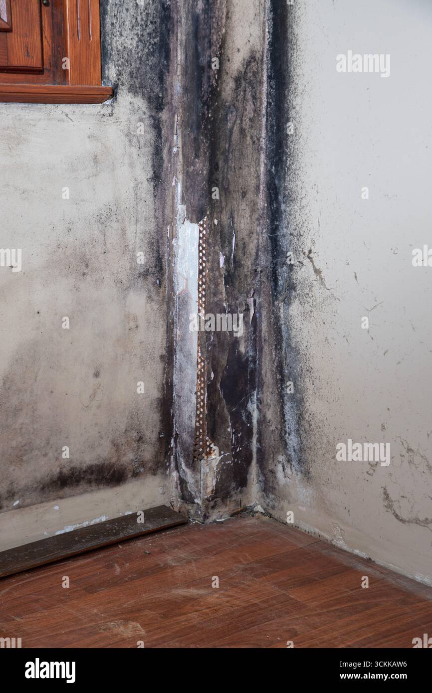 Parete ammuffita con macchie nere e danni causati dall'umidità. Foto Stock