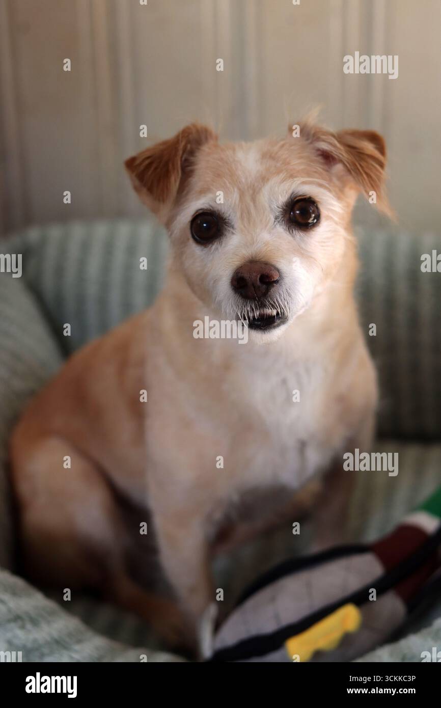 Cane carino che dorme su una coperta morbida, primo piano di foto. Un piccolo cane seduto su un divano e guardando la macchina fotografica. Foto Stock