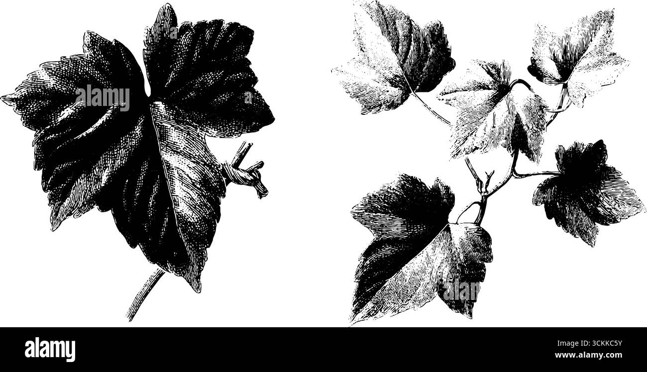 Vite edera incisa e collage di foglie ritorte per un design grunge. Illustrazione Vettoriale