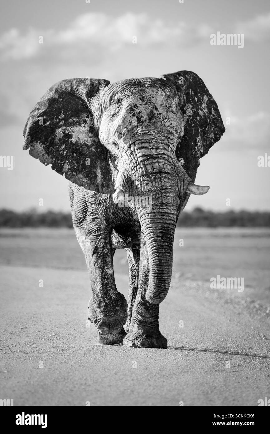 Toro elefante, Africana loxodanta, che cammina verso la telecamera. Immagine in bianco e nero vista frontale dell'animale selvatico. Parco nazionale di Etosha, Africa Foto Stock