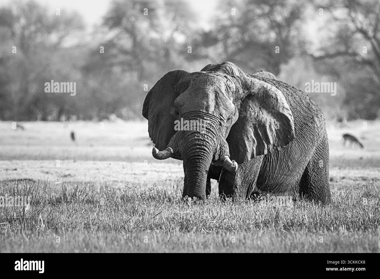 Il toro di elefante, Africana loxodanta, si erge nella palude del Delta dell'Okavango e si nutre dell'erba lussureggiante. Immagine in bianco e nero. Okavango, Botswana Foto Stock