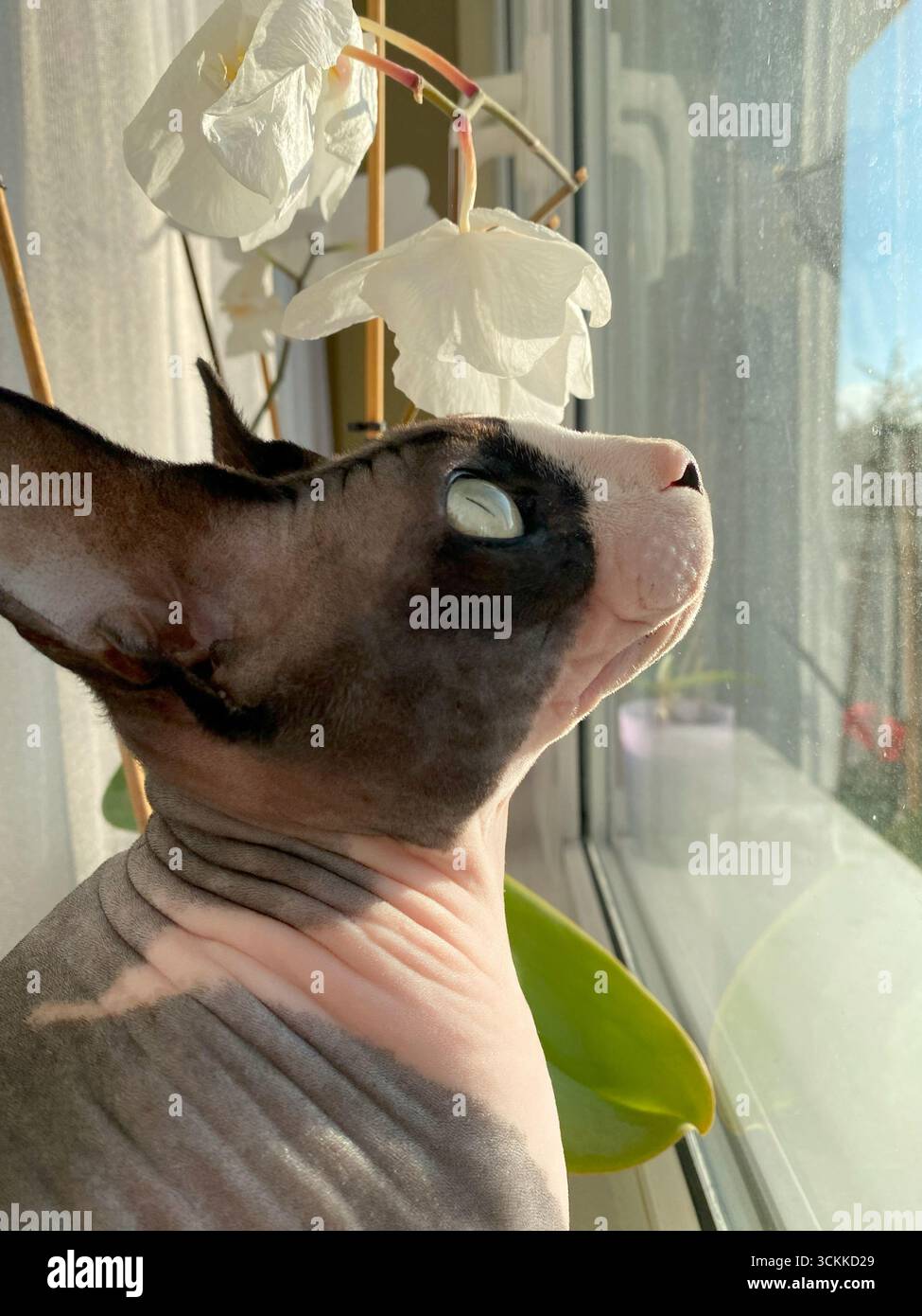 Una foto ravvicinata di un gatto canadese Sphynx scattata con un obiettivo grandangolare, che mostra le sue caratteristiche uniche senza capelli mentre si trova vicino alla finestra in modo naturale Foto Stock