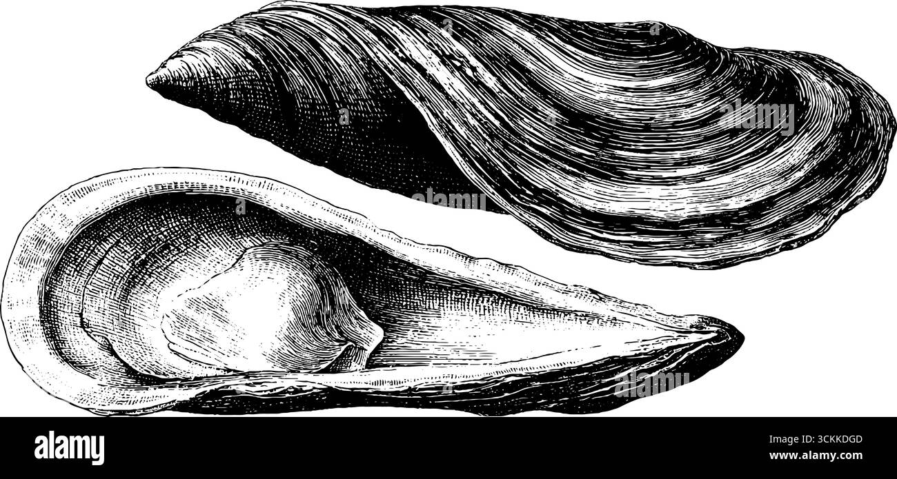 Illustrazione vintage incisa di un paio di vongole di rasoio per un design nautico e culinario. Illustrazione Vettoriale