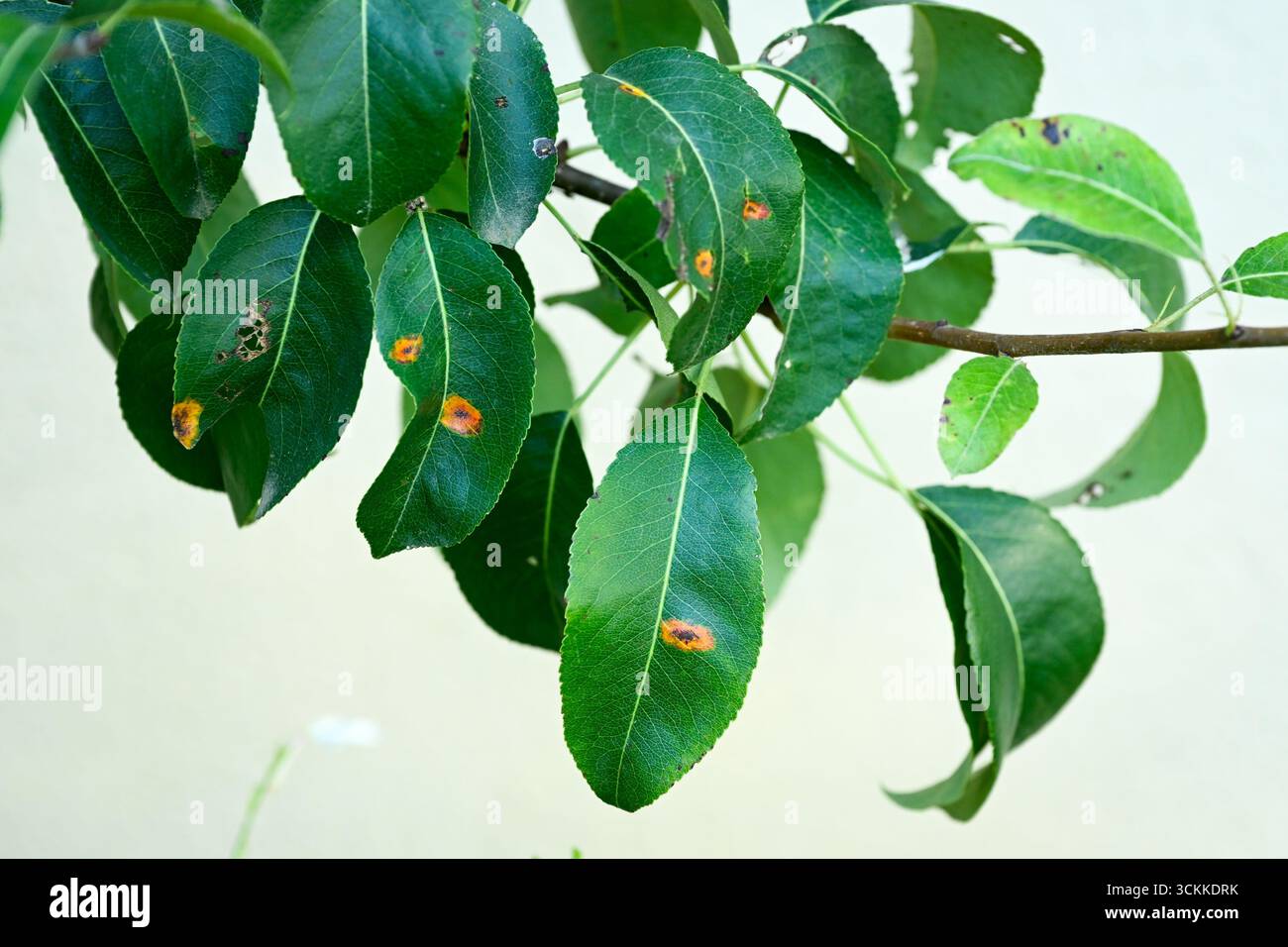 Foglie giovani di pera verde scuro influenzate dalla ruggine netta Foto Stock
