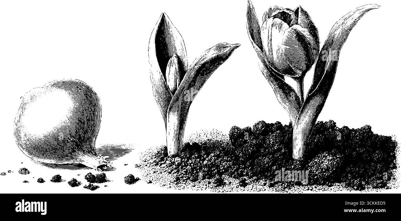 Fasi di crescita dei tulipani vintage: Illustrazione incisa di bulbo, piante emergenti e fioritura. Illustrazione Vettoriale