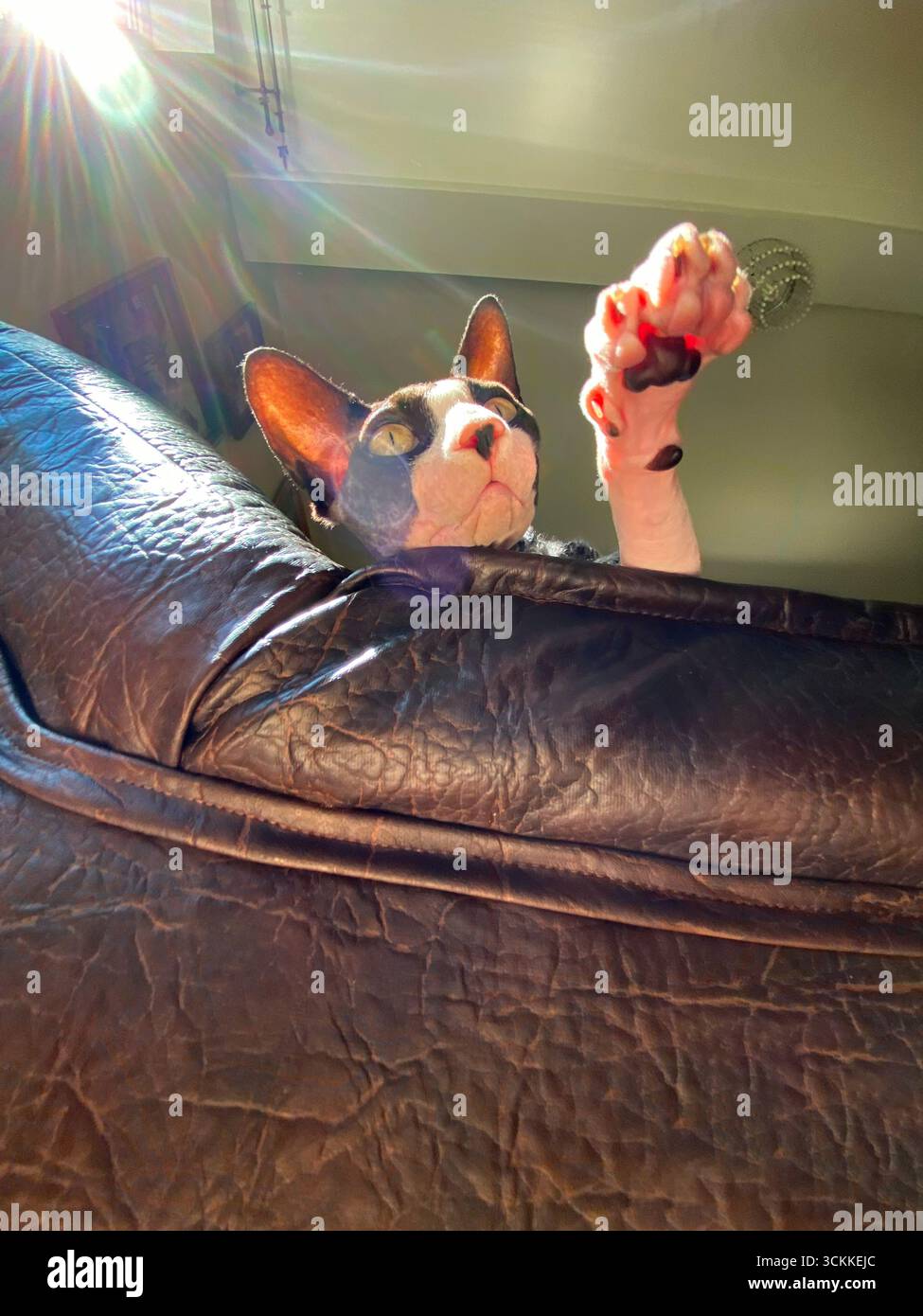 Una foto grandangolare di un gatto canadese Sphynx che raggiunge la zampa in modo giocoso mentre si sdraia su un divano in pelle. La prospettiva cattura la sua curiosa espirazione Foto Stock