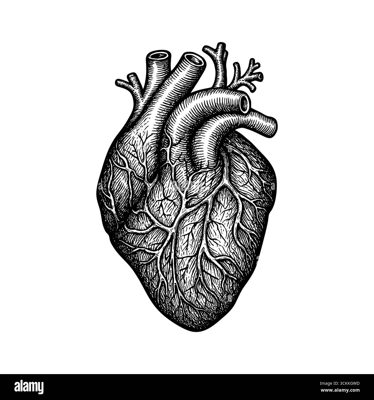 Un'illustrazione incisa in stile antico di un cuore umano, che simboleggia l'amore e la vita Illustrazione Vettoriale