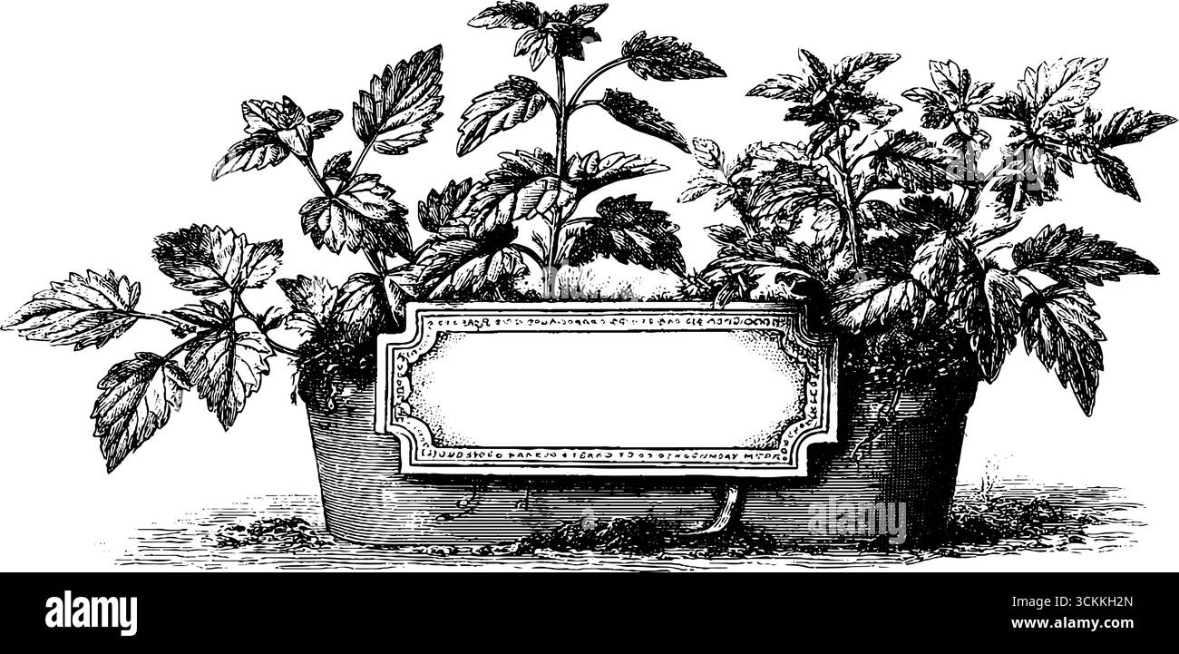 Etichetta vintage del giardino delle erbe incisa sulle piante in vaso per un design retrò. Illustrazione Vettoriale