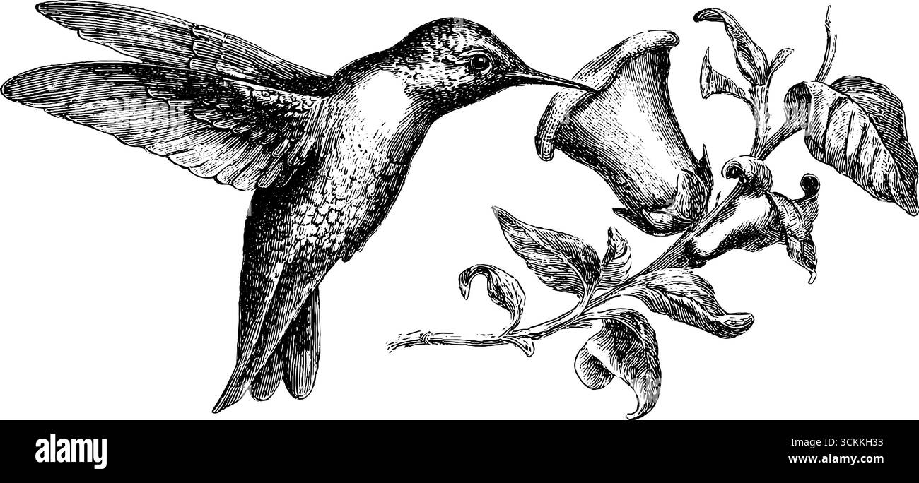 Incisione vintage di colibrì vicino al fiore per un design retrò. Illustrazione Vettoriale