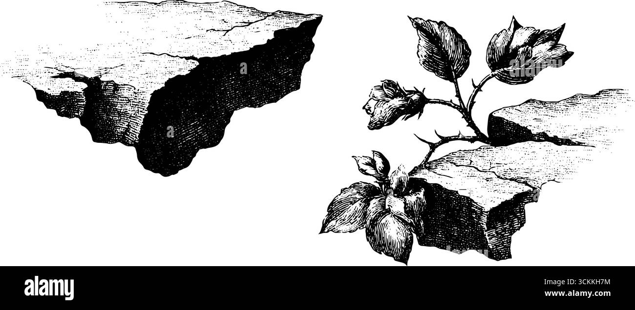 Frammenti di pareti vintage incisi con elementi botanici per progetti di design. Illustrazione Vettoriale