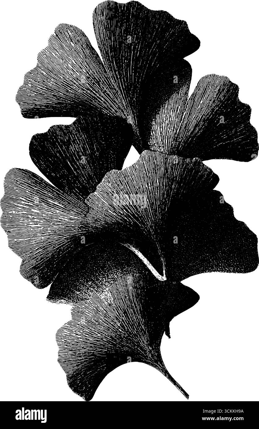 Angoli in foglia di ginkgo incisi per un design e una decorazione vintage. Illustrazione Vettoriale