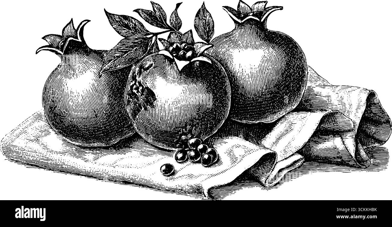 Incisione vintage di semi di melograno e frutta sfusi per un design retrò. Illustrazione Vettoriale