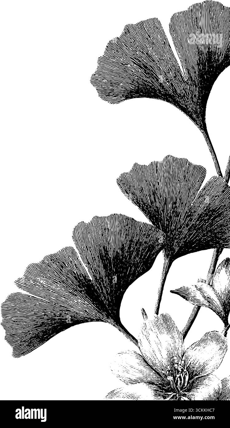 Incisione vintage di design decorativo di piante per la decorazione artistica e l'estetica retrò. Illustrazione Vettoriale