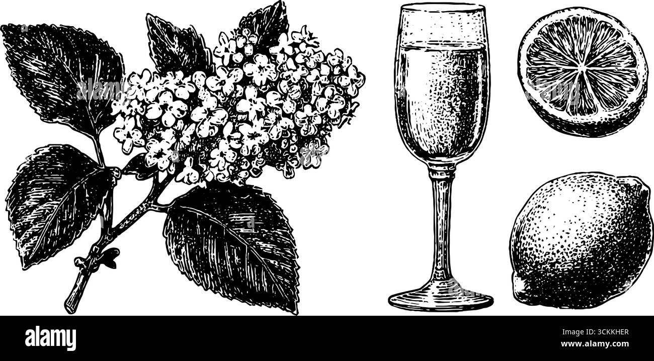 Illustrazione botanica incisa di ingredienti spritz di fiori di sambuco. Illustrazione Vettoriale