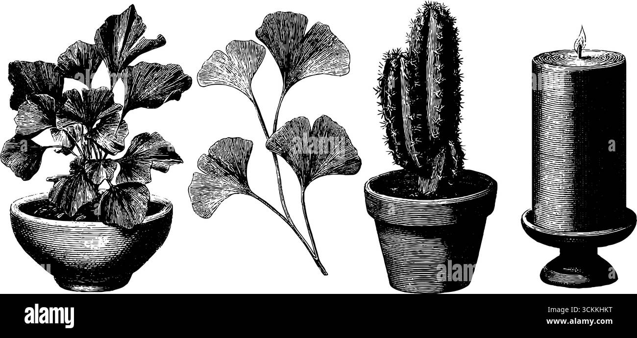 Incisione botanica vintage di ginkgo, cactus e candela. Illustrazione Vettoriale